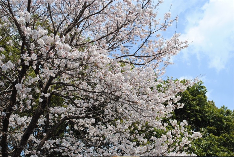 満開に近い桜