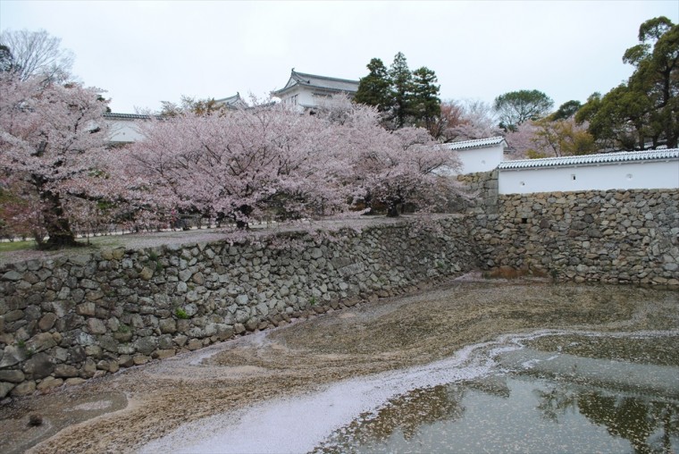 堀の水面に桜の芸術