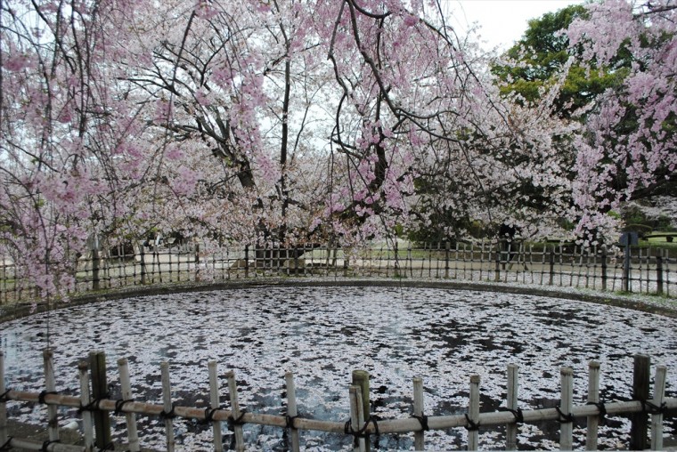 池一面に桜の花びら