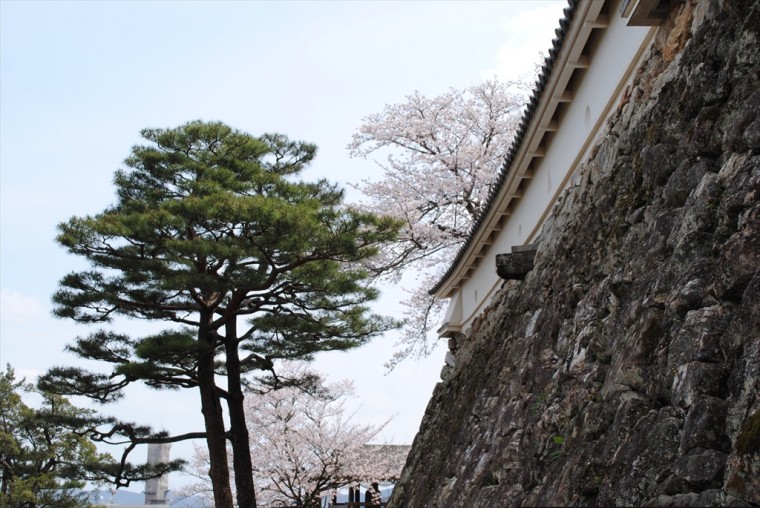 高知城の石垣と桜