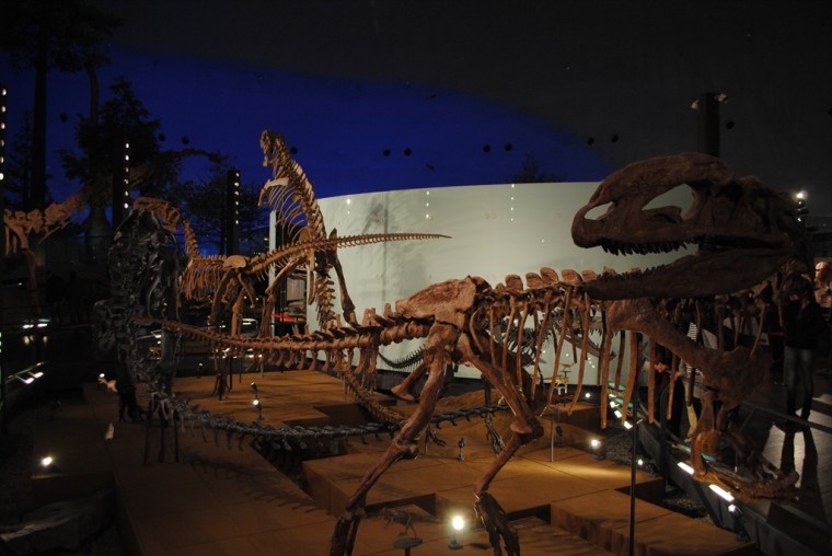 恐竜博物館の骨格