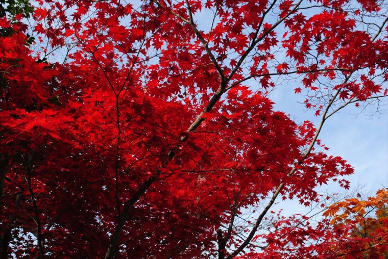 高台寺の赤い紅葉