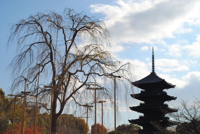 東寺の桜と五重塔