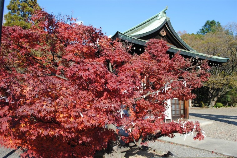 豊国神社の紅葉