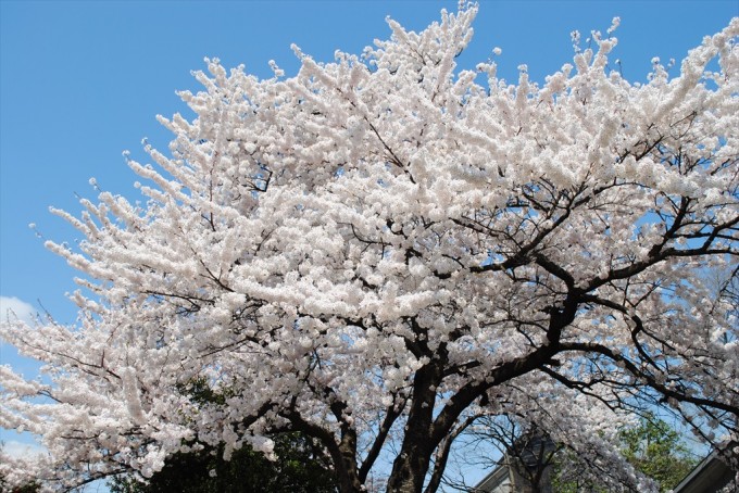 霞城公園東門外の桜