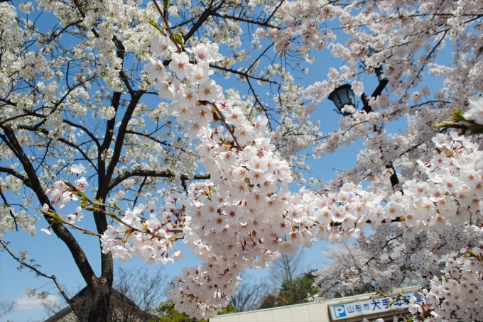 霞城公園東門外の桜のアップ