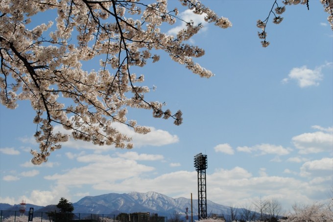 蔵王と霞城公園の桜