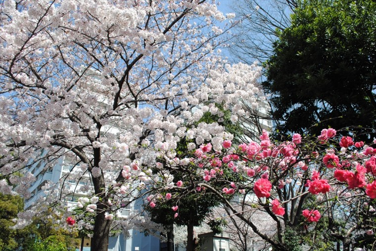 近所の団地の桜