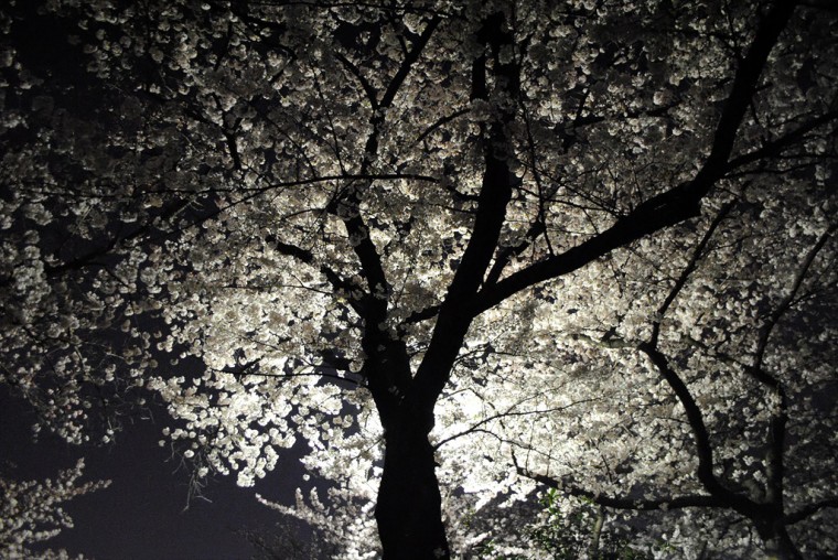 モモ公園の夜桜1