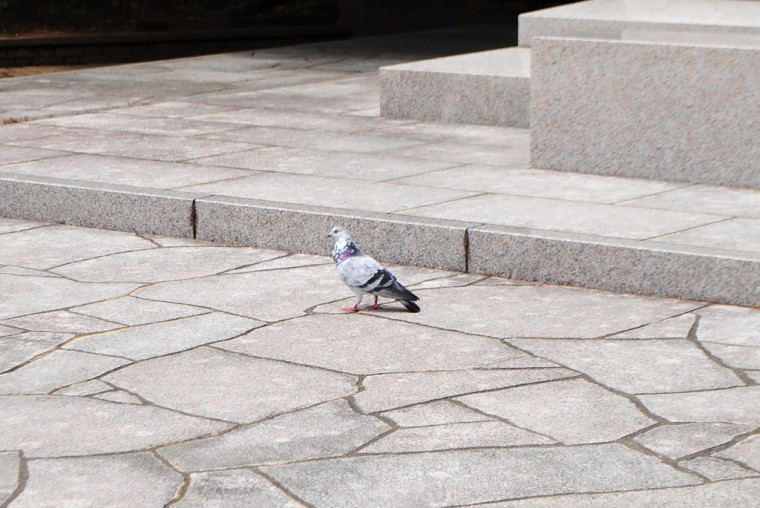長崎原爆公園の白い鳩
