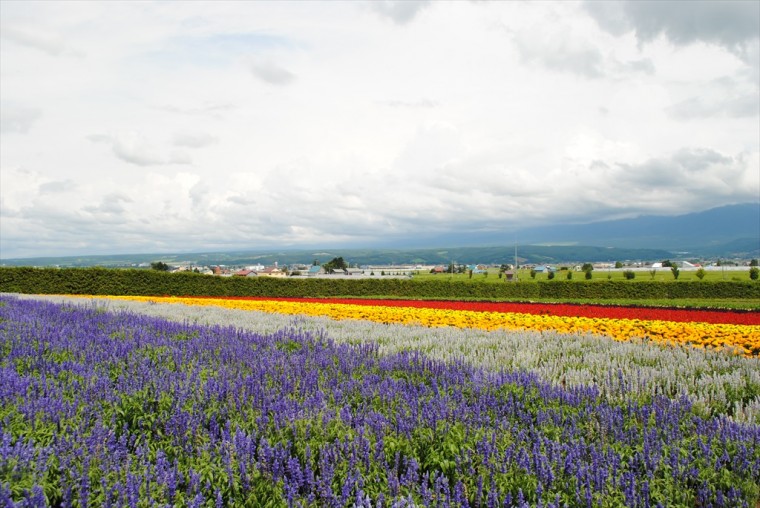 ファーム富田の虹色畑