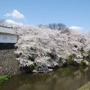 霞城公園東濠の桜