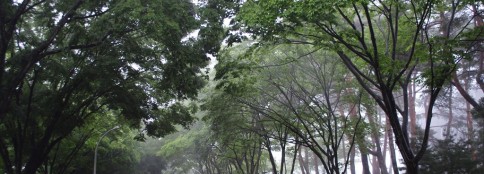 仙台の欅並木