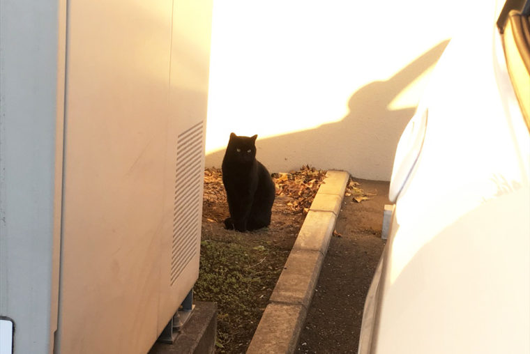 立った駐車場の黒猫