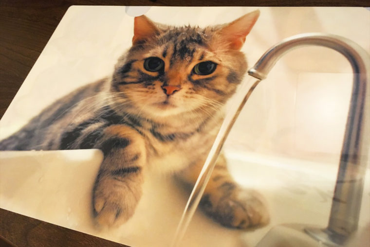 水飲み猫のクリアファイル表